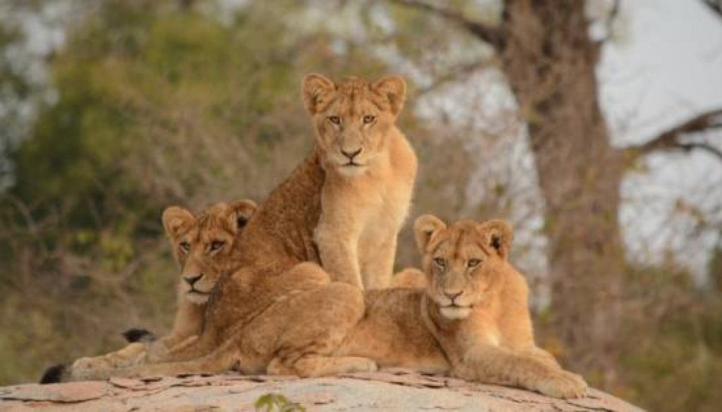 Emirates Unveils New Amenity Kits Highlighting Endangered Species