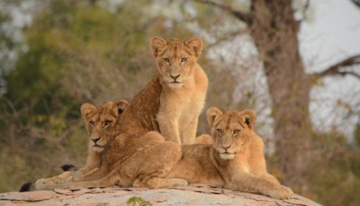Emirates Unveils New Amenity Kits Highlighting Endangered Species