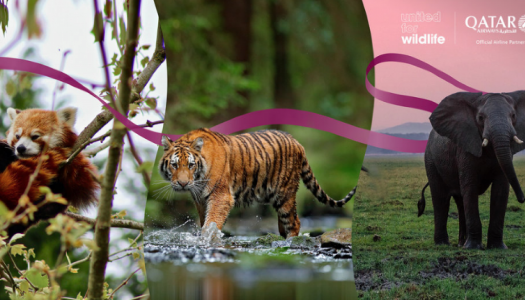 Qatar Airways Partners with United for Wildlife