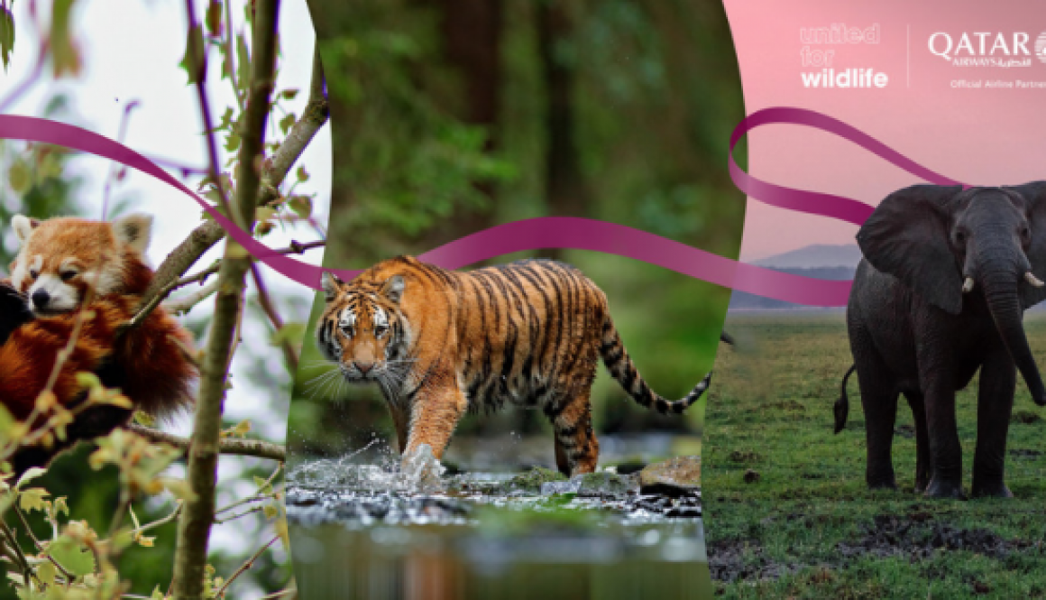 Qatar Airways Partners with United for Wildlife
