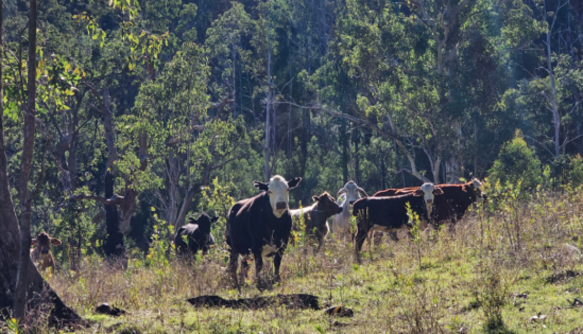 QANTAS INVESTS IN NEW NATURE-BASED CARBON CREDIT FUND