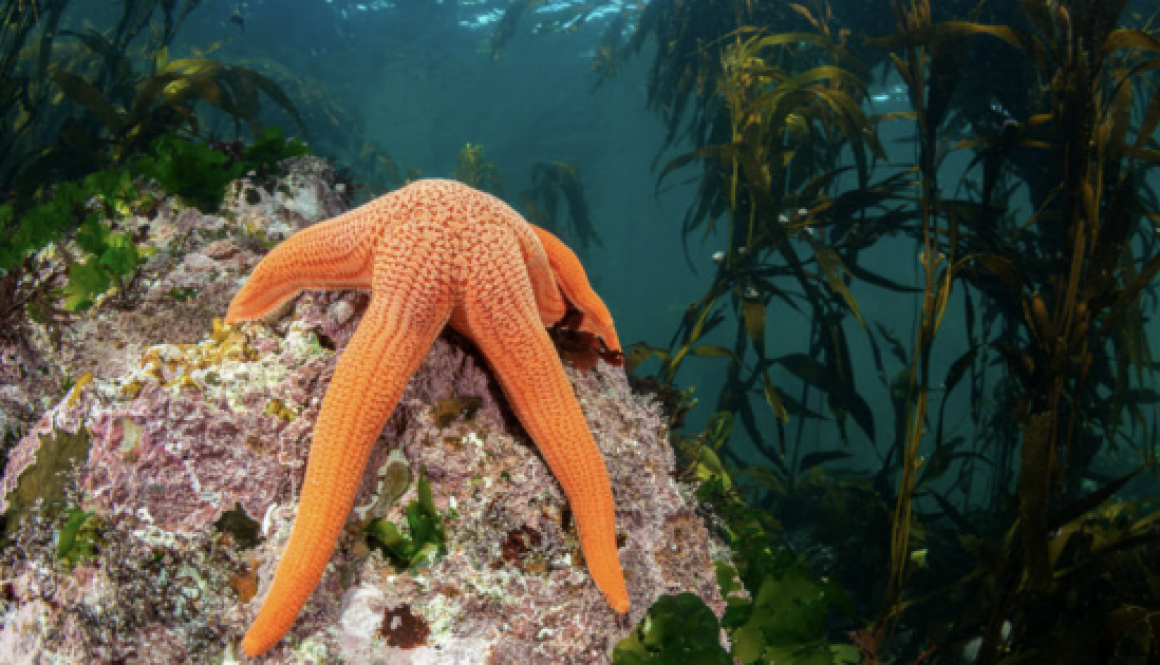 Delta supports marine conservation efforts in Chile