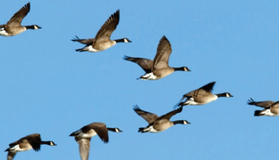 Airbus and partners complete successful wake energy retrieval trials