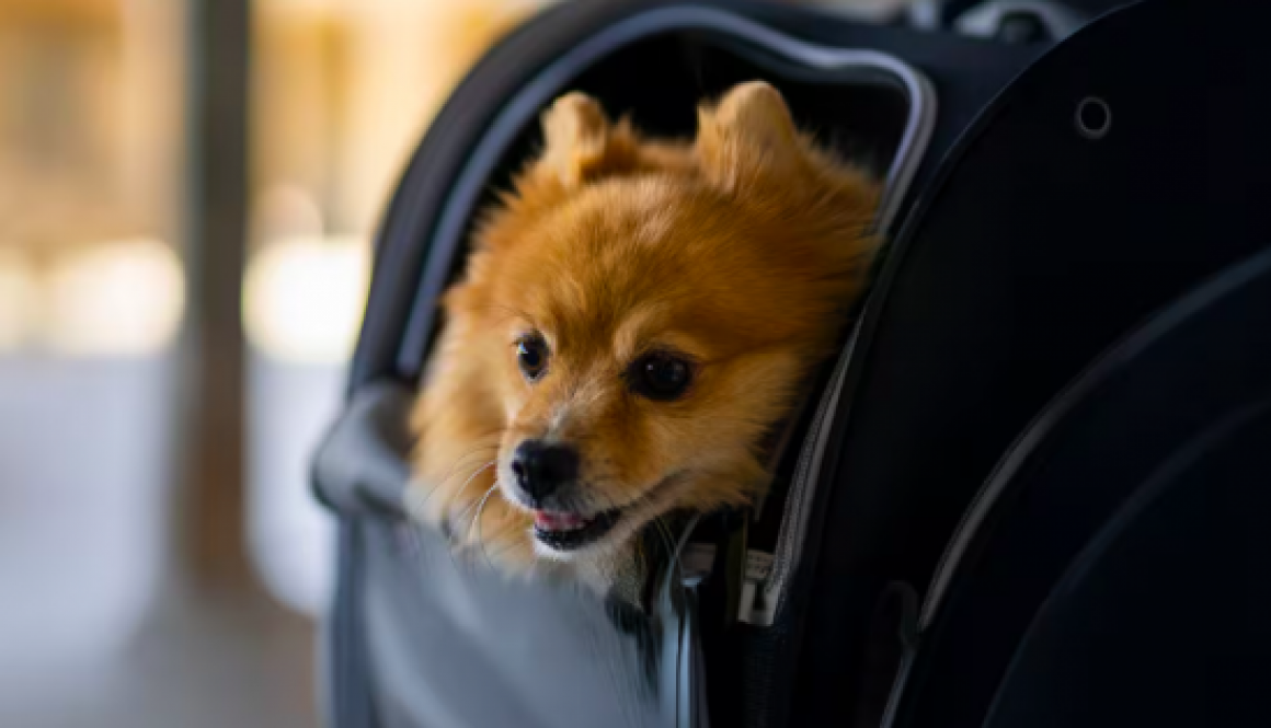 Etihad Airways Makes Travelling with Pets More Accessible
