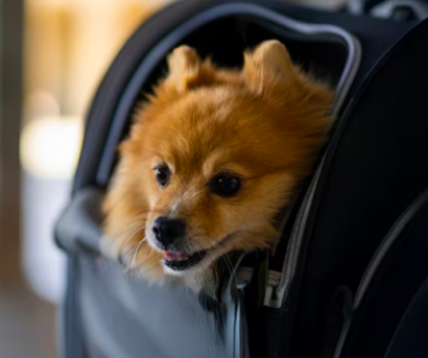 Etihad Airways Makes Travelling with Pets More Accessible